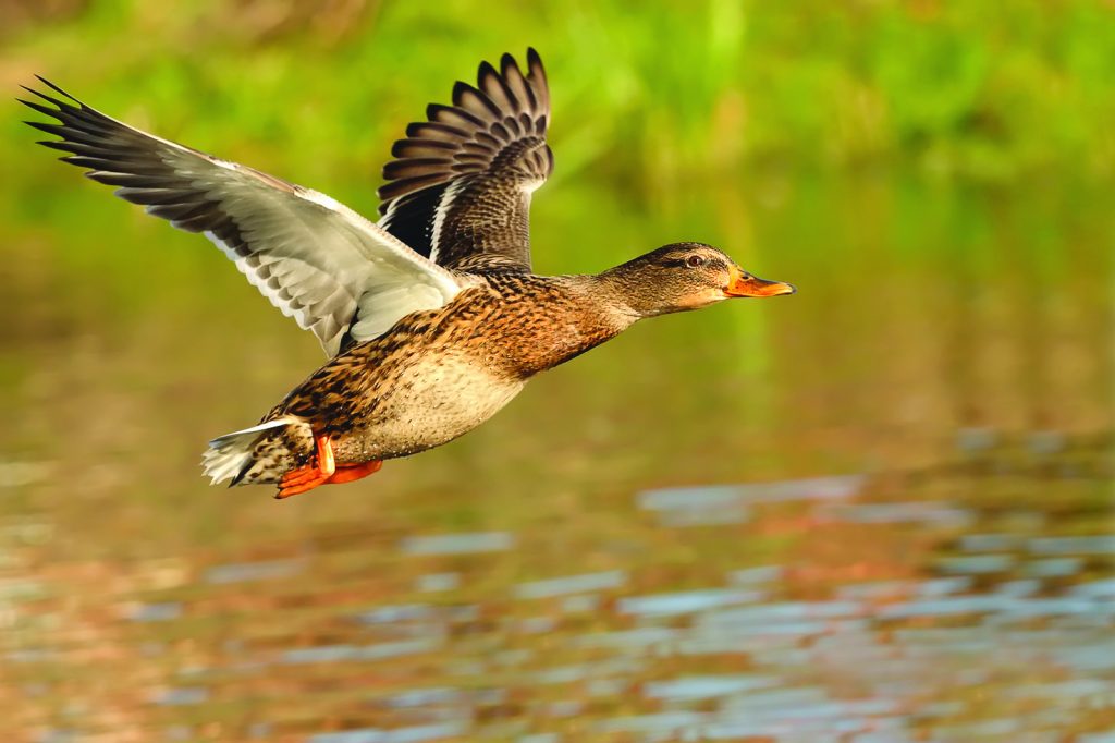 Chasse aux canards