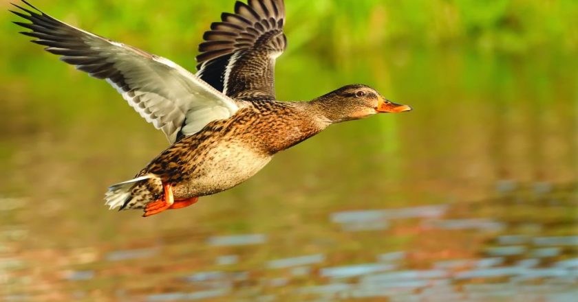 Chasse aux canards
