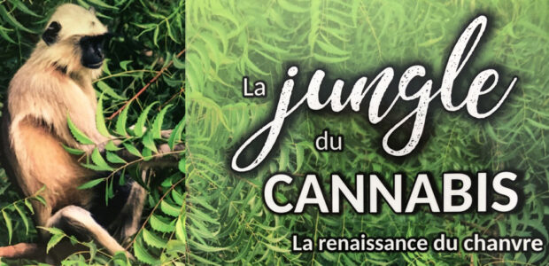 La jungle du cannabis