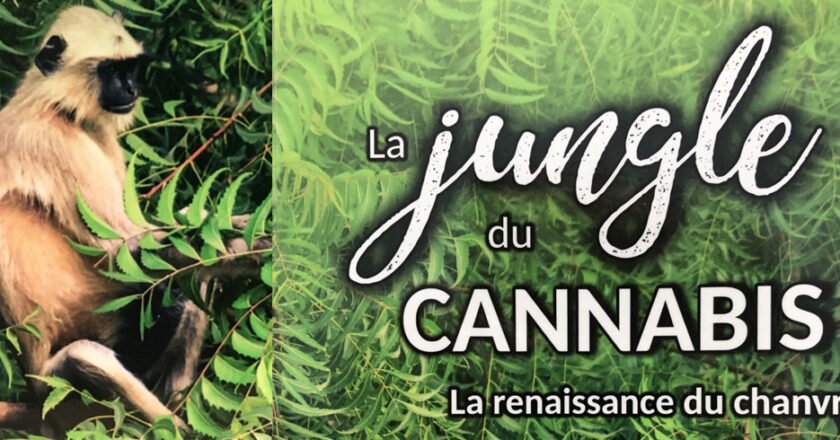 La jungle du cannabis